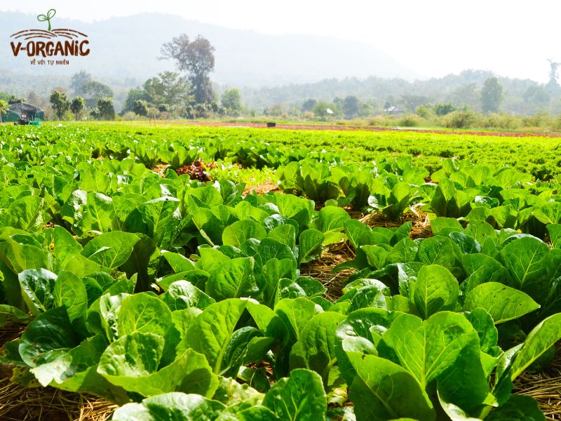 sản phẩm chuyển đổi