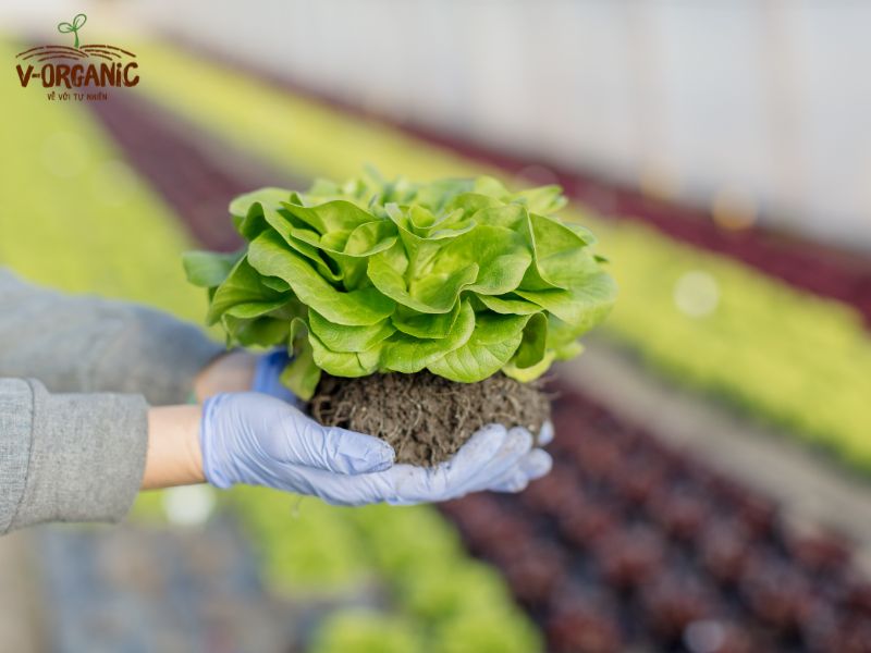 Sản phẩm hữu cơ
