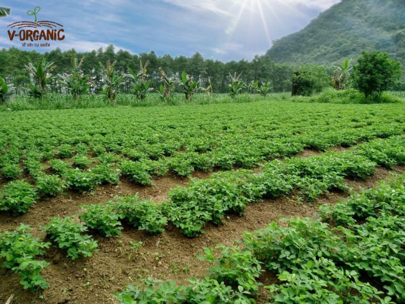 Thực phẩm hữu cơ đắt