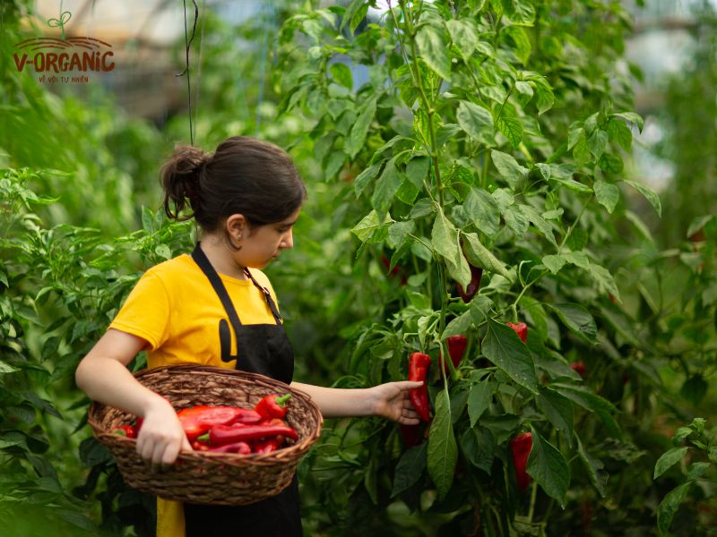 Thực phẩm hữu cơ bảo vệ đa dạng sinh học
